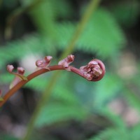 Blechnopsis orientalis  (L.) C.Presl